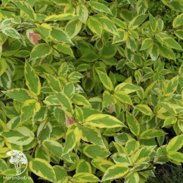 Дёрен отпрысковый Хеджроуз Голд