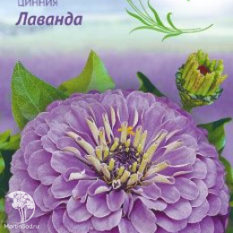 Цинния Лаванда (серия Лавандовые грёзы)
