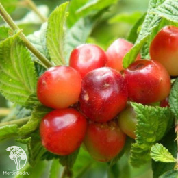 Вишня войлочная Натали