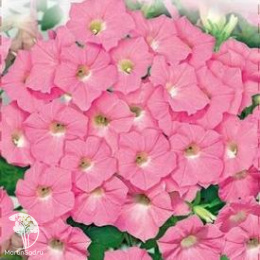 Петуния Волна Нежно-розовая F1 Минитуния (серия Розовые сны) суперкаскадная