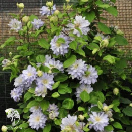 Клематис крупноцветковый Блю Даймонд