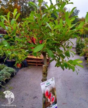 Фото  Ива хеномелесовидная Маунт Асо на штамбе