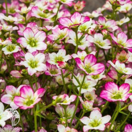 Камнеломка Арендса Альпино Эрли Пикоти