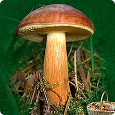Фото Мицелий Польский гриб на зерновом субстрате