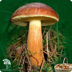 Мицелий Польский гриб на зерновом субстрате