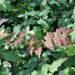 Магония Вагнера Фаерфлэйм