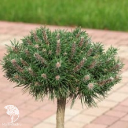 Сосна горная Хампи на штамбе