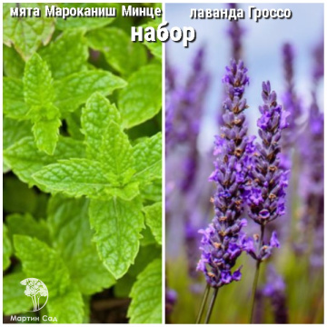 Фото Набор для чая мята Марокканиш Минце + лаванда Гроссо