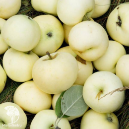 Сверхвыгодный комплект! Яблоня Мантет + опылитель яблоня Белый налив