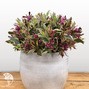 Фото Вейгела цветущая Олл Саммер Монет