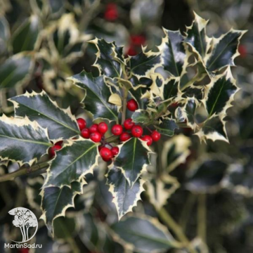 Фото Падуб остролистный