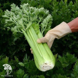 Сельдерей черешковый Атлант