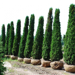 Туя западная Дегрут Спайр