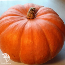 Тыква Медовый пирог+Конфетка (серия Дуэт)