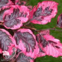 Бук европейский Триколор на штамбе