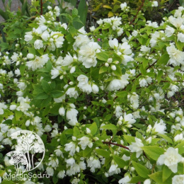 Чубушник Манто Дэрмин