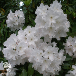 Рододендрон Белый Лебедь