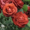 Роза чайно-гибридная Терракота фото 3 