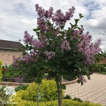 Фото Сирень обыкновенная Катерина Хавемейер на штамбе