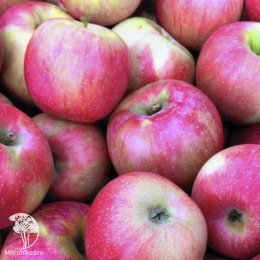 Яблоня Флорина