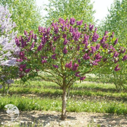 Сирень обыкновенная Чарльз Джоли на штамбе