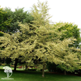 Бук лесной Альбомаргината