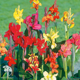 Канна Гармония (индийская, смесь цветов)