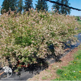 Голубика высокорослая Бэби Блюз