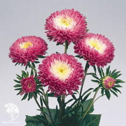 Астра Стенди Кармин Вайт