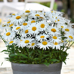 Нивяник Карликовый Мадонна