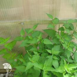 Мята Корейская ---  Л.ог.