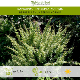 Барбарис тунберга Корник