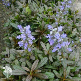 Живучка ползучая Шоколад Чип