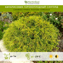 Кипарисовик горохоплодный Санголд