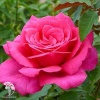 Роза чайно-гибридная Пароле на штамбе фото 4 