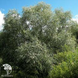 Ива Эрдингер