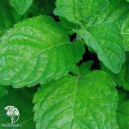 Мята Карамелька автор.