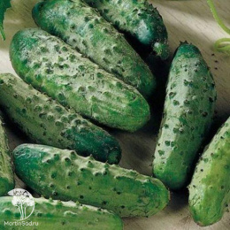 Огурец Корнишон-закусон F1