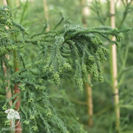 Криптомерия японская Расен