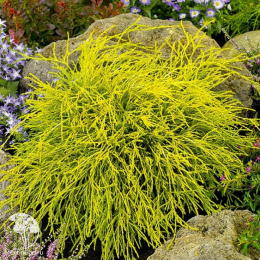  Кипарисовик горохоплодный Филифера Аурея