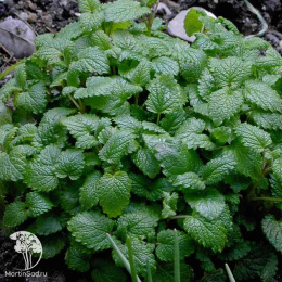 Мелисса лекарственная Махито