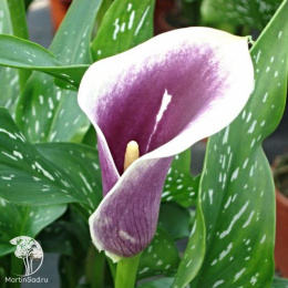  Калла Пикассо