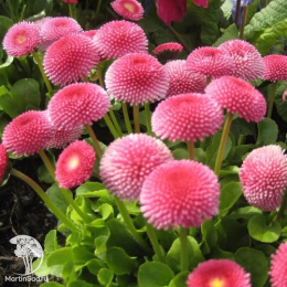 Маргаритка многолетняя Тассо тёмно-розовый