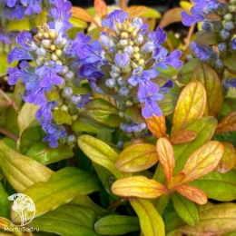 Ajuga reptans Feathered Friends Fancy Finch Живучка ползучая Фезерд Френдс Фенси Финч