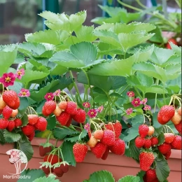 Клубника ремонтантная Мара Де Буа