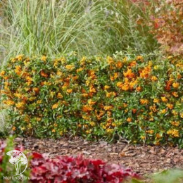 Пираканта Санни Стар