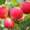 Яблоня гибрид Кандиль орловский с яблоней Мельба фото 1 