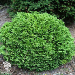 Кипарисовик горохоплодный Химе-савара