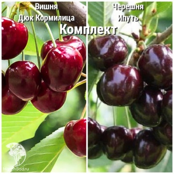 Фото Сверхвыгодный комплект! Черевишня Дюк Кормилица + опылитель черешня Ипуть