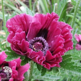 Мак восточный Болеро